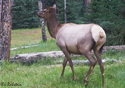 Cervus elaphus nelsoni